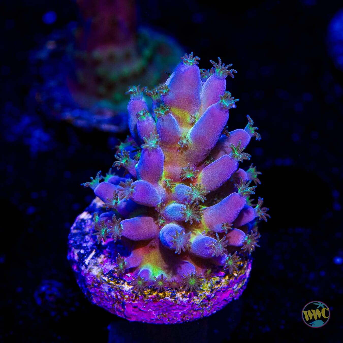 WWC Viper Sting Acropora