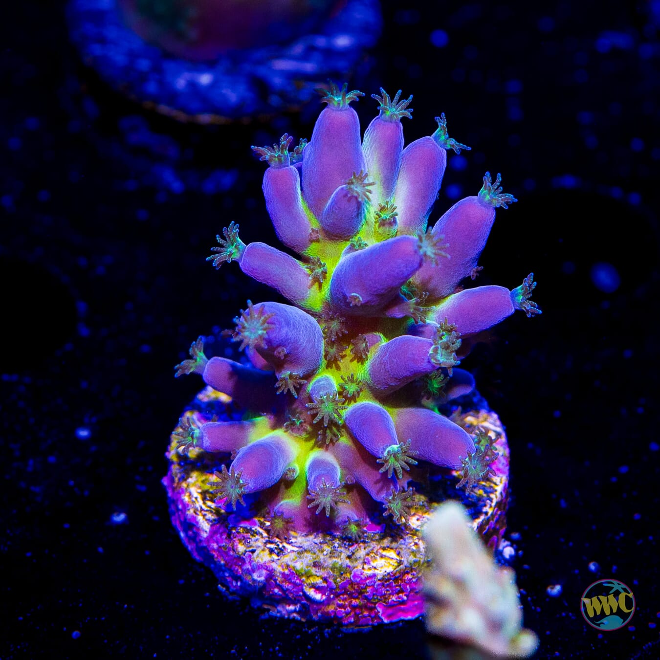 WWC Viper Sting Acropora