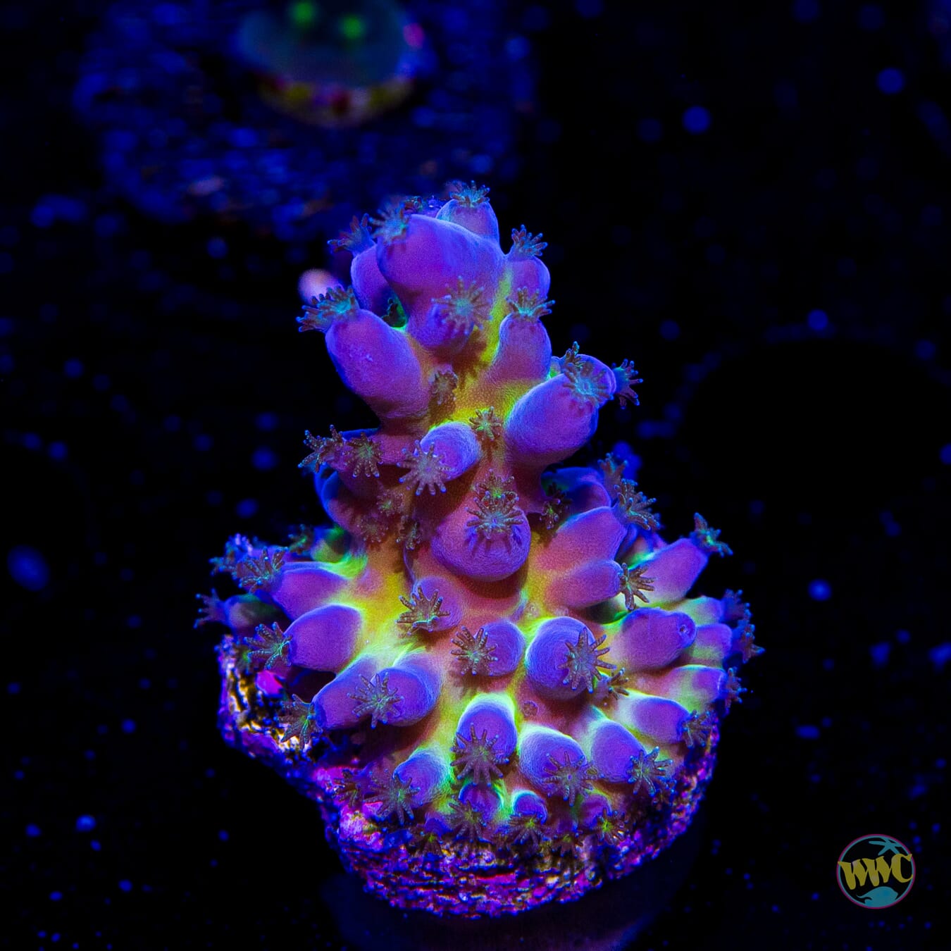 WWC Viper Sting Acropora