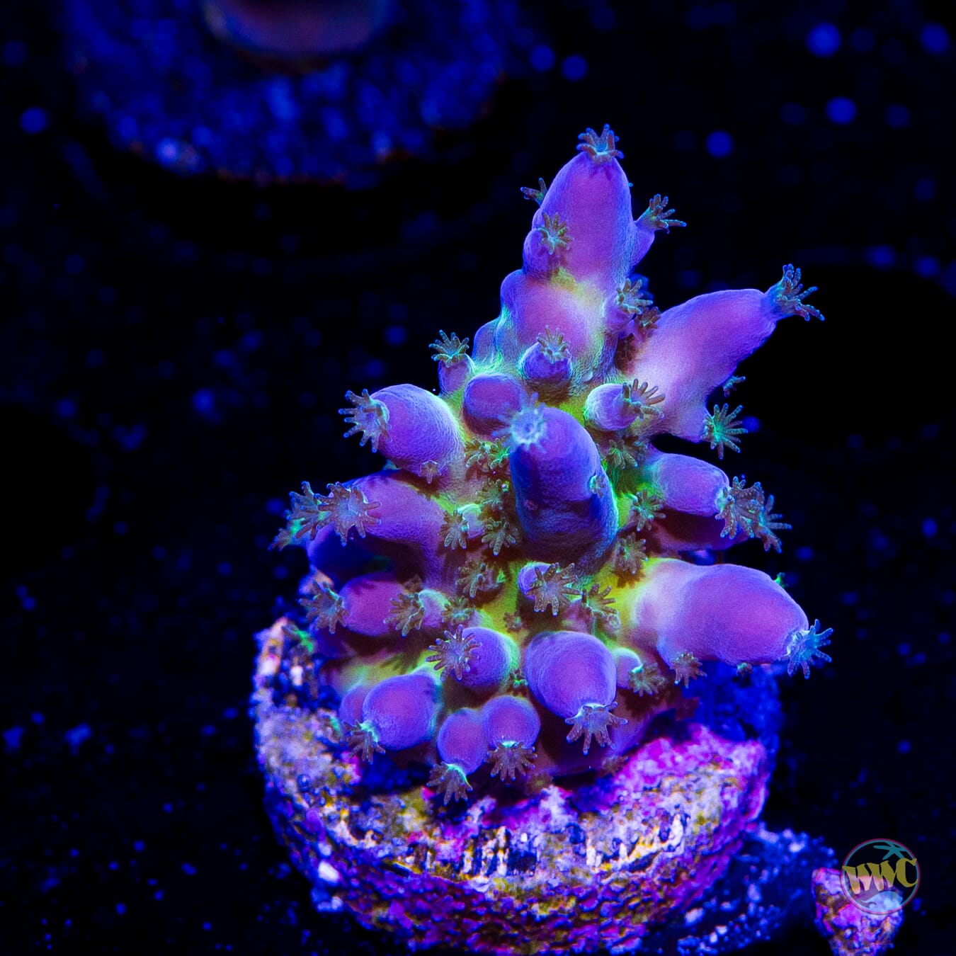 WWC Viper Sting Acropora