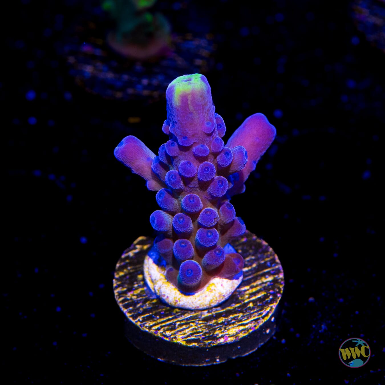 WWC Yellow Tips Austera Acropora