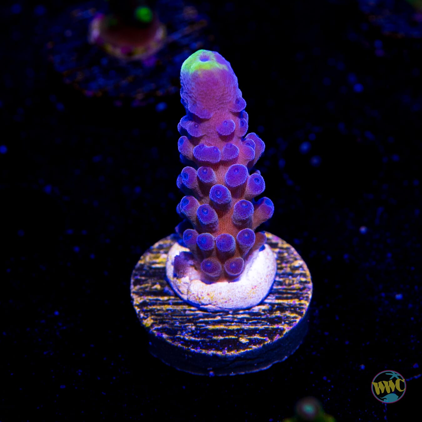 WWC Yellow Tips Austera Acropora