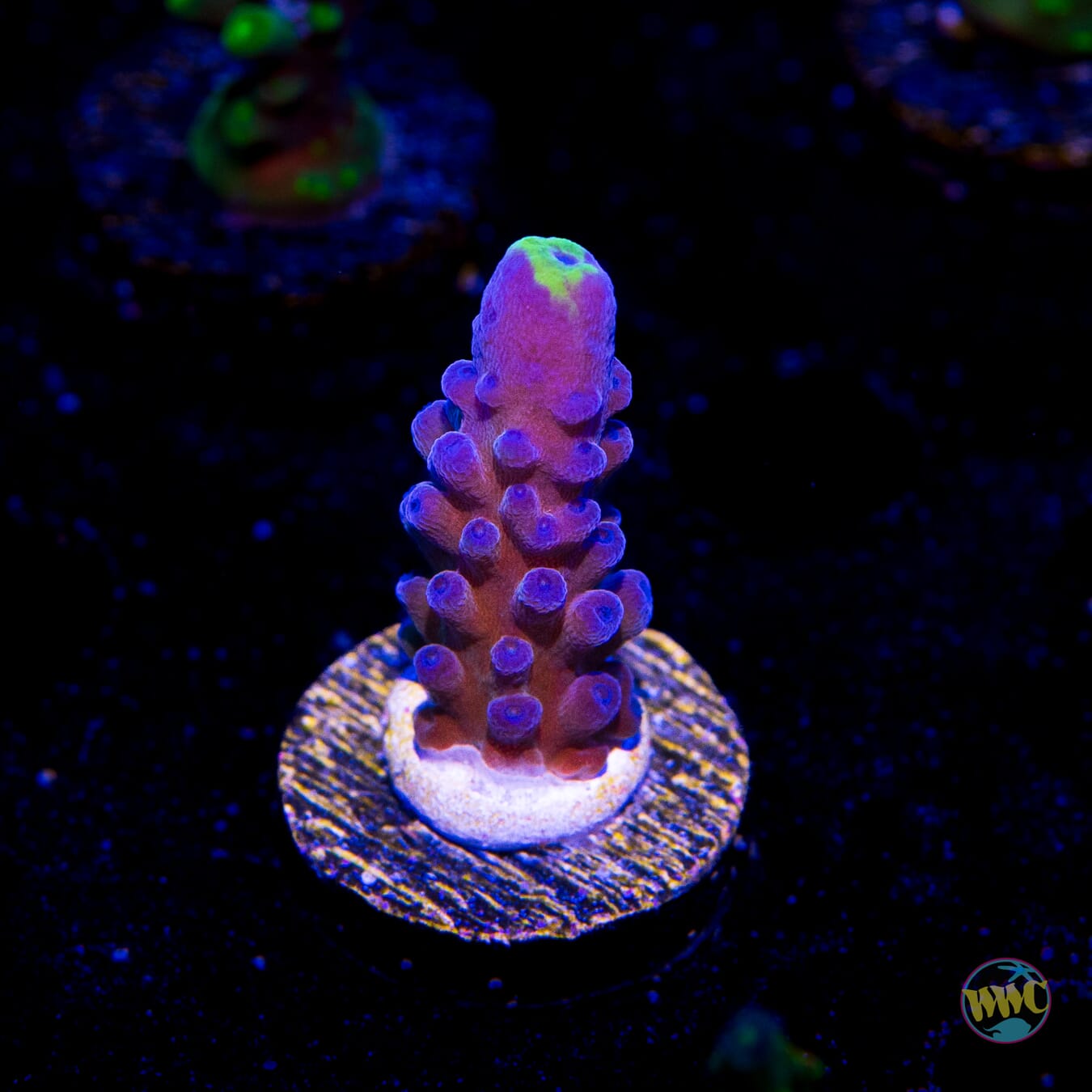 WWC Yellow Tips Austera Acropora