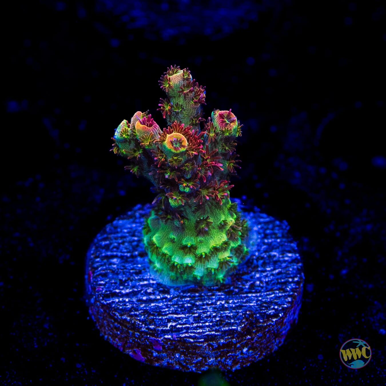 WWC Dirty Love Dreams Acropora