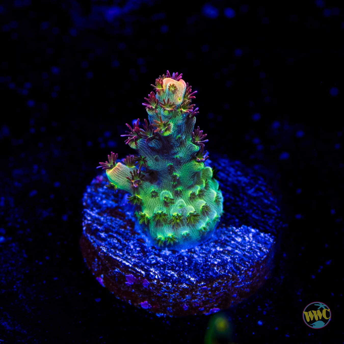 WWC Dirty Love Dreams Acropora