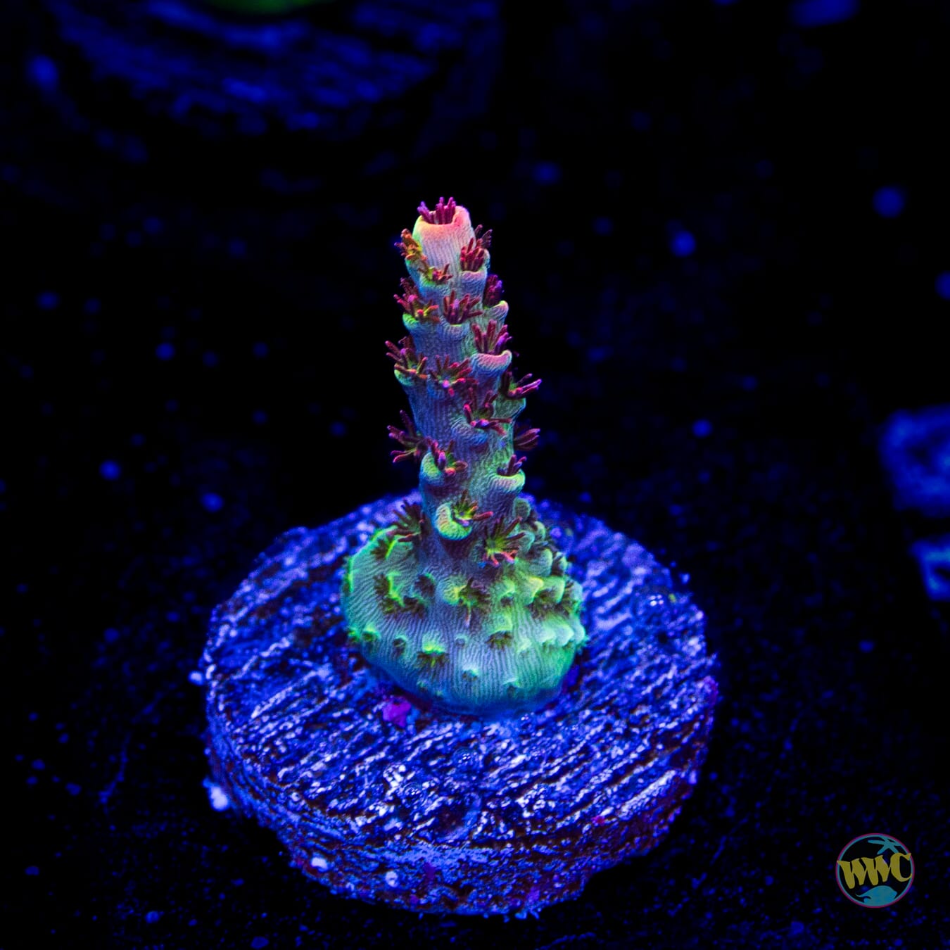 WWC Dirty Love Dreams Acropora