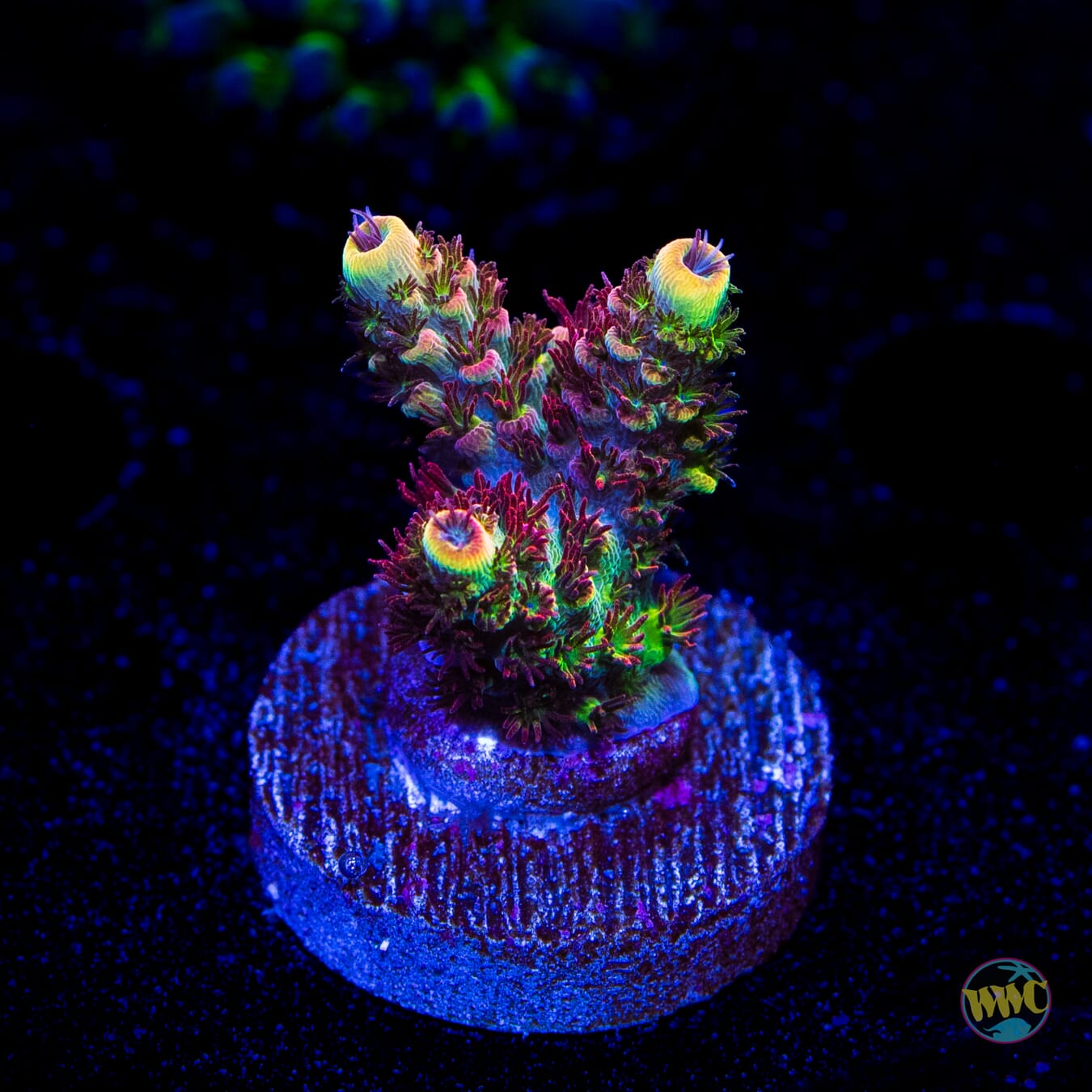 WWC Dirty Love Dreams Acropora