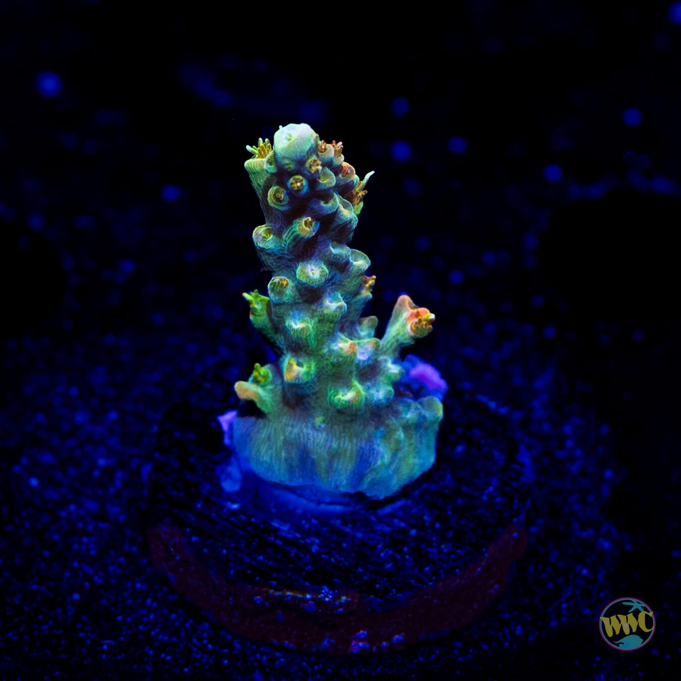 WWC Snow Dragon Acropora