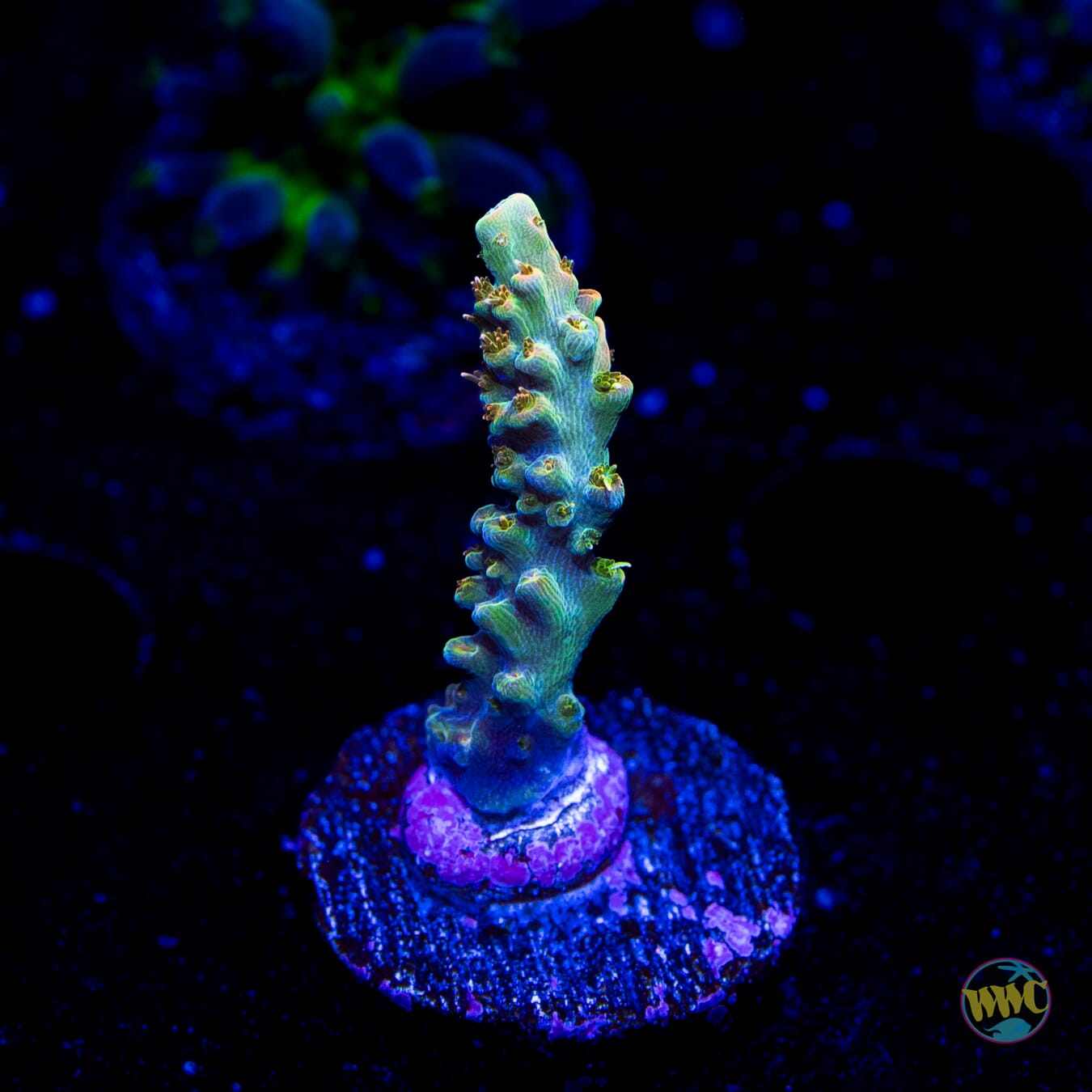 WWC Snow Dragon Acropora