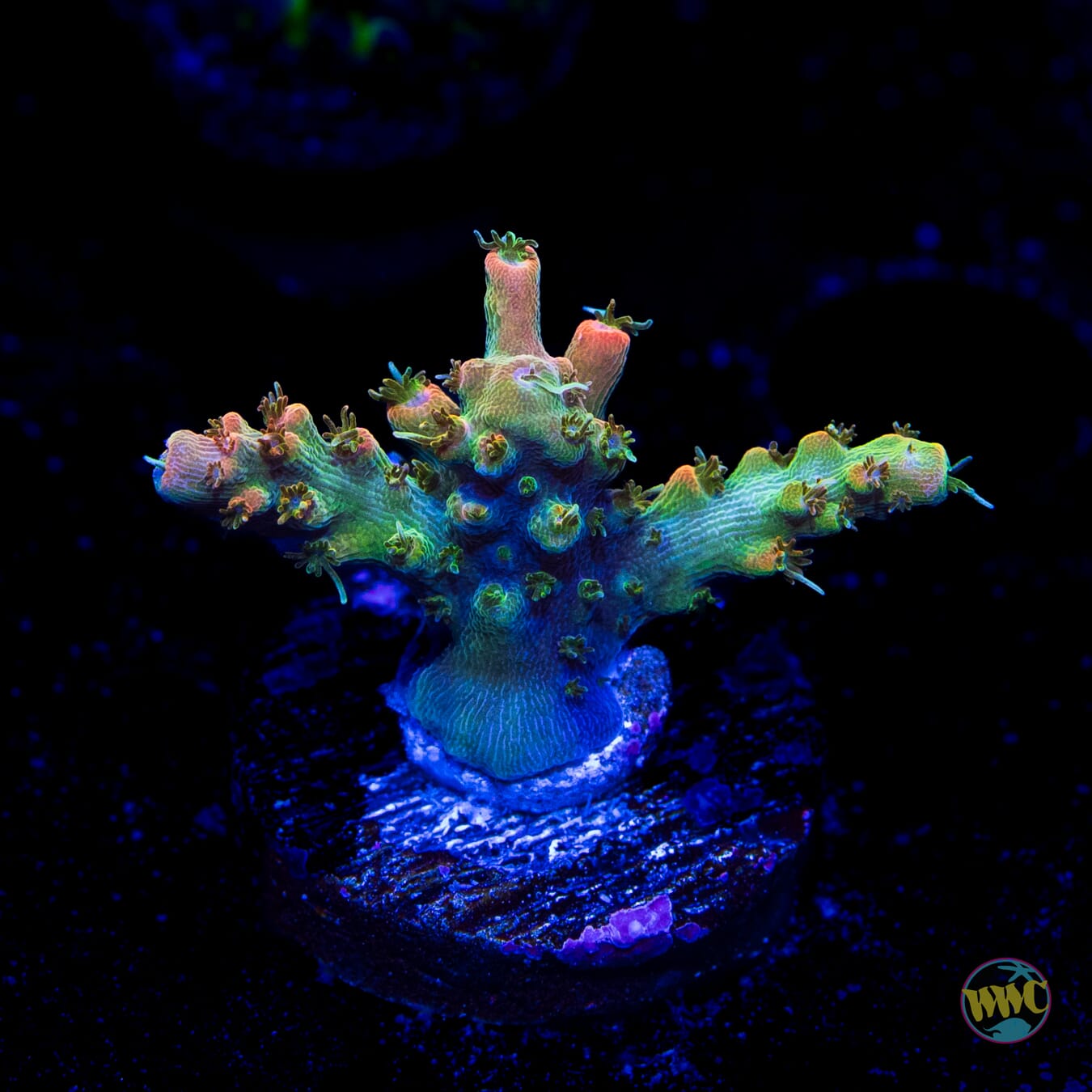 WWC Snow Dragon Acropora