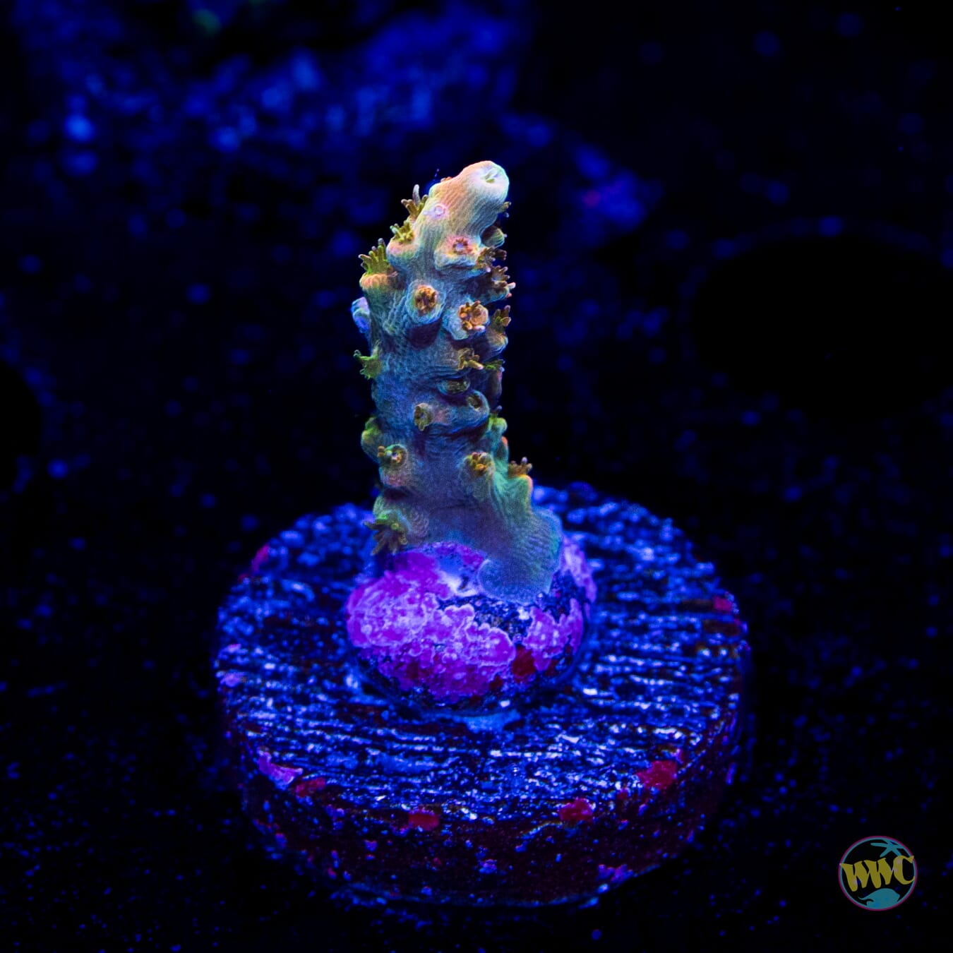 WWC Snow Dragon Acropora