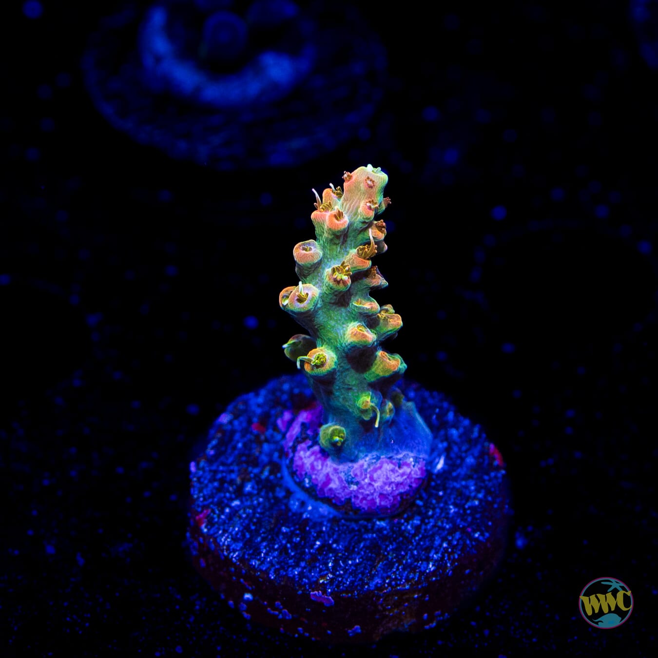 WWC Snow Dragon Acropora