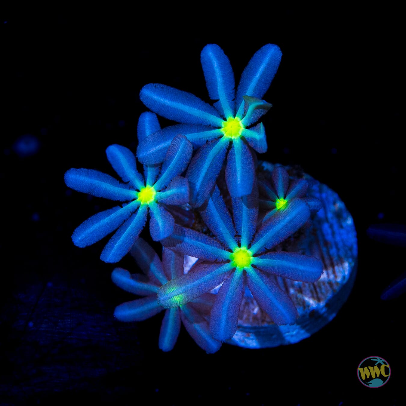 WWC Midnight Daisy Polyps