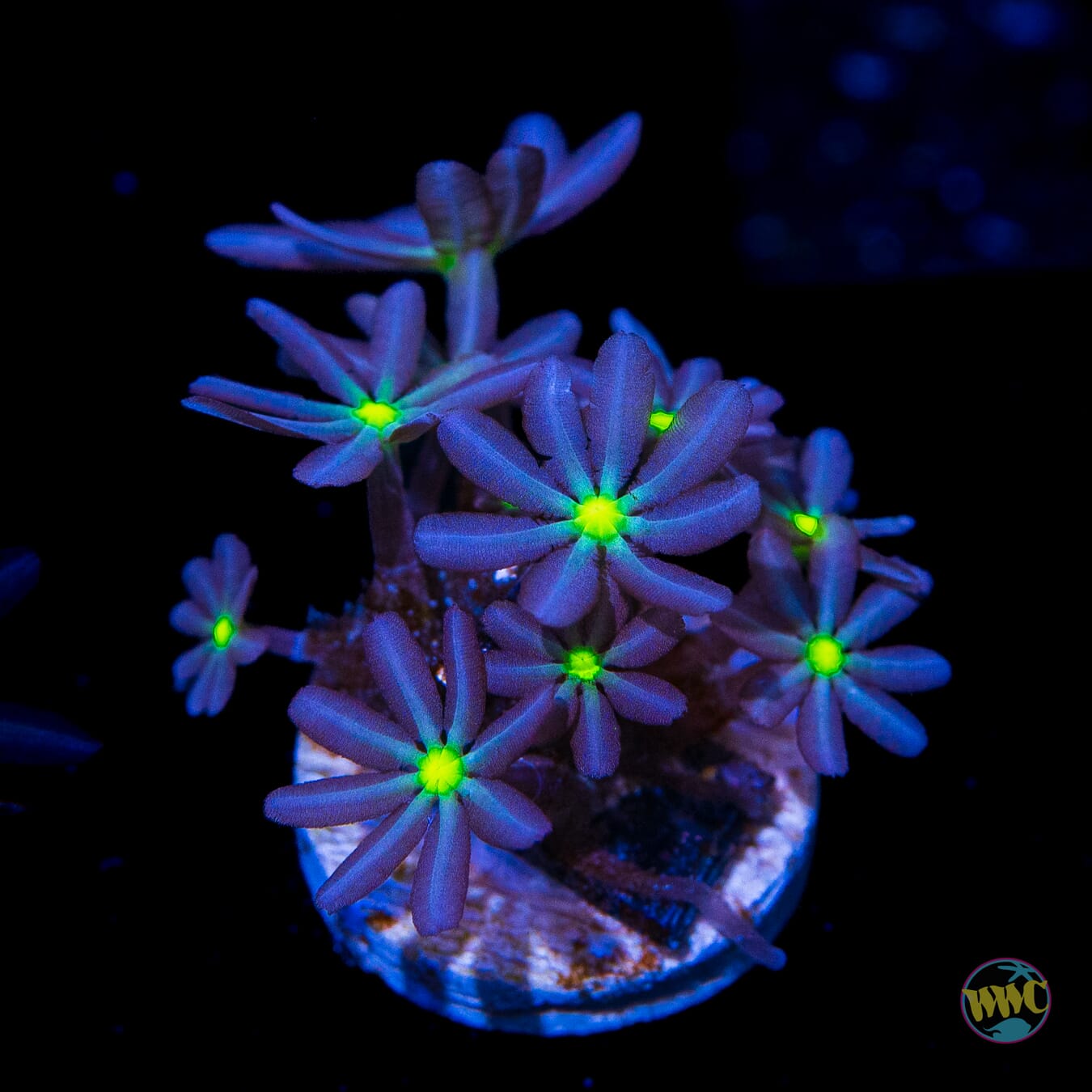 WWC Midnight Daisy Polyps