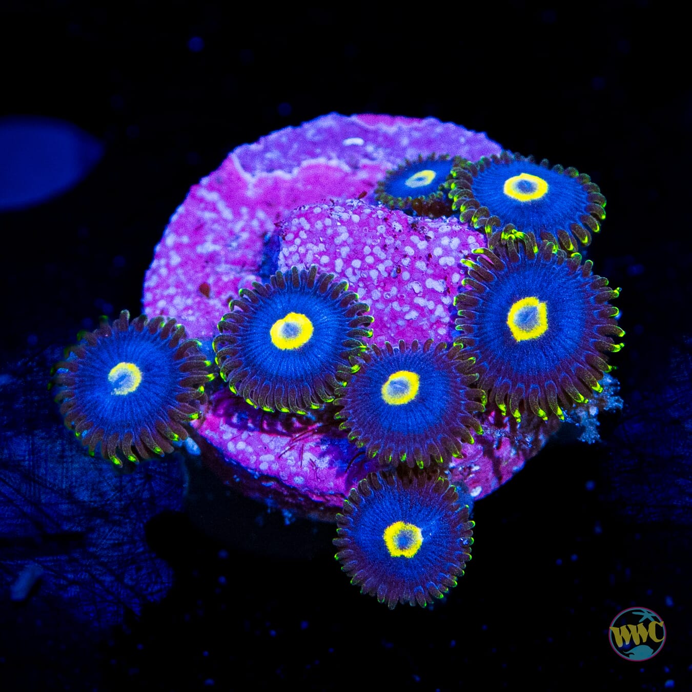 WWC Blue Maccaw Zoanthids