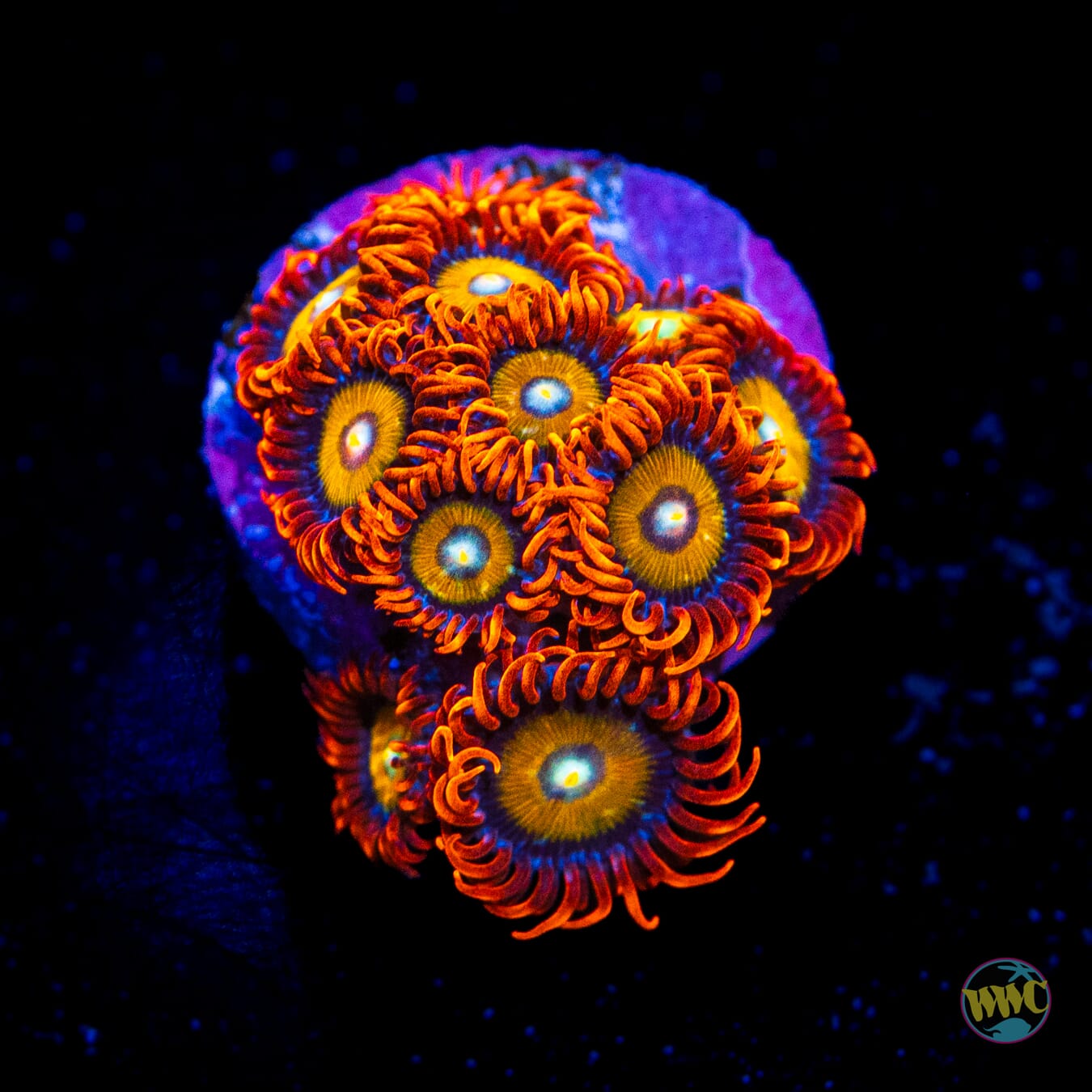 WWC Blondies Zoanthids