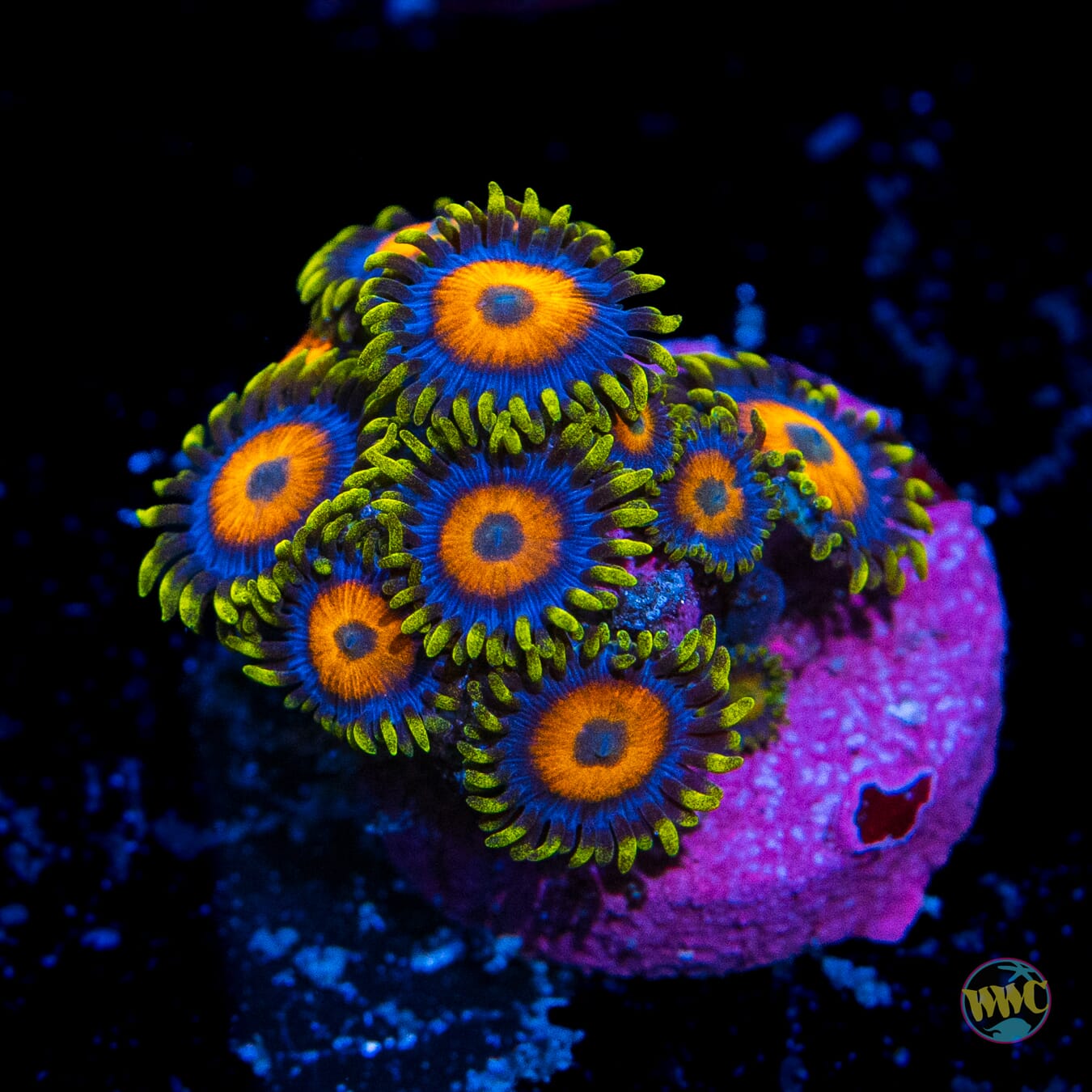 Jungle Juice Zoanthids