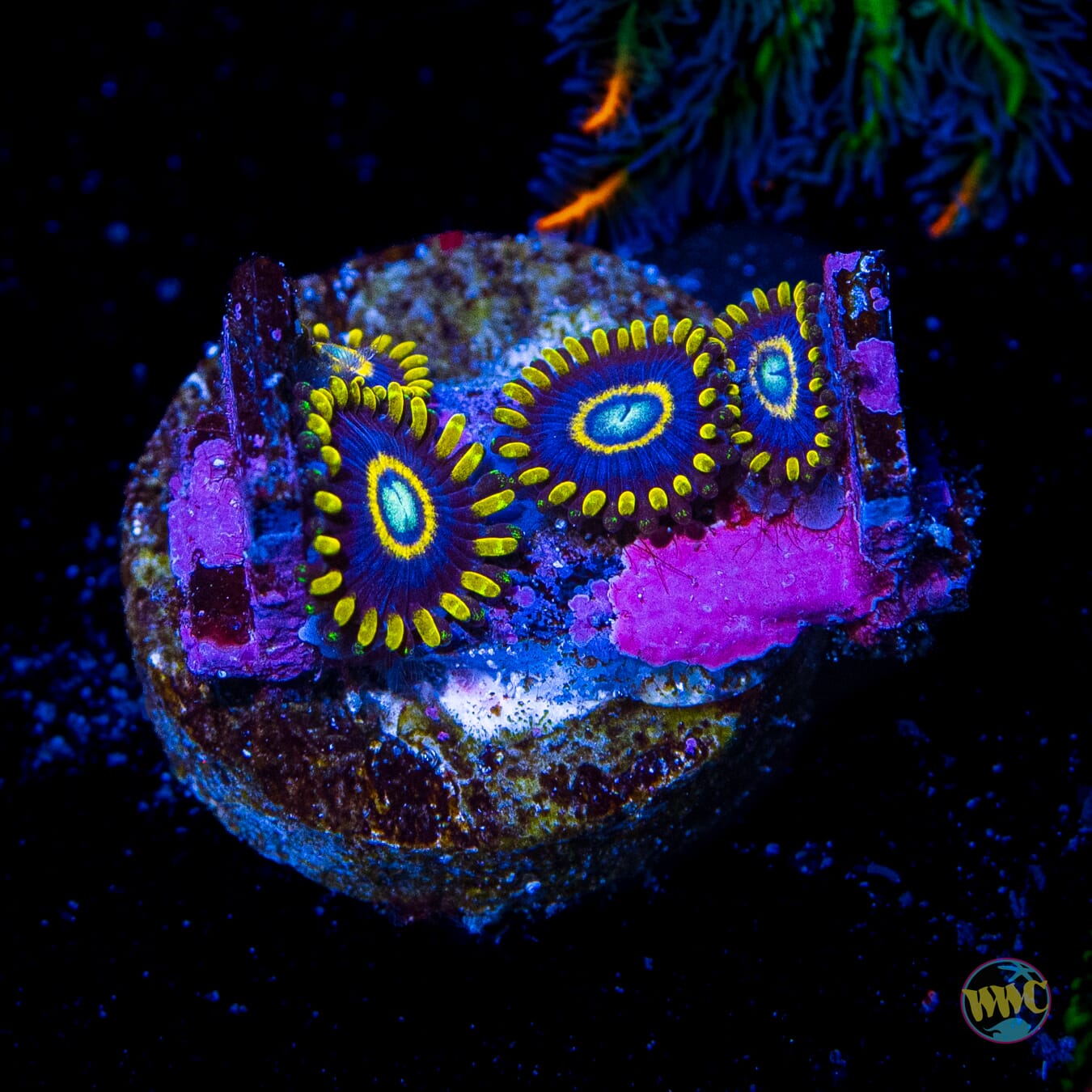 Blue Hornet Zoanthids