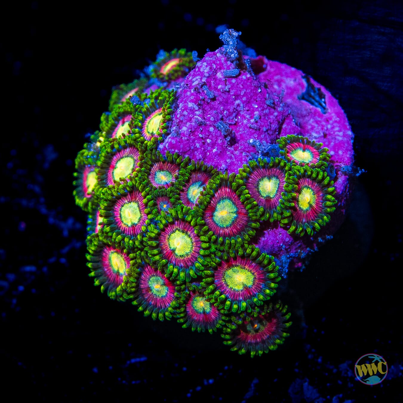 WWC Pixie Dust Zoanthids