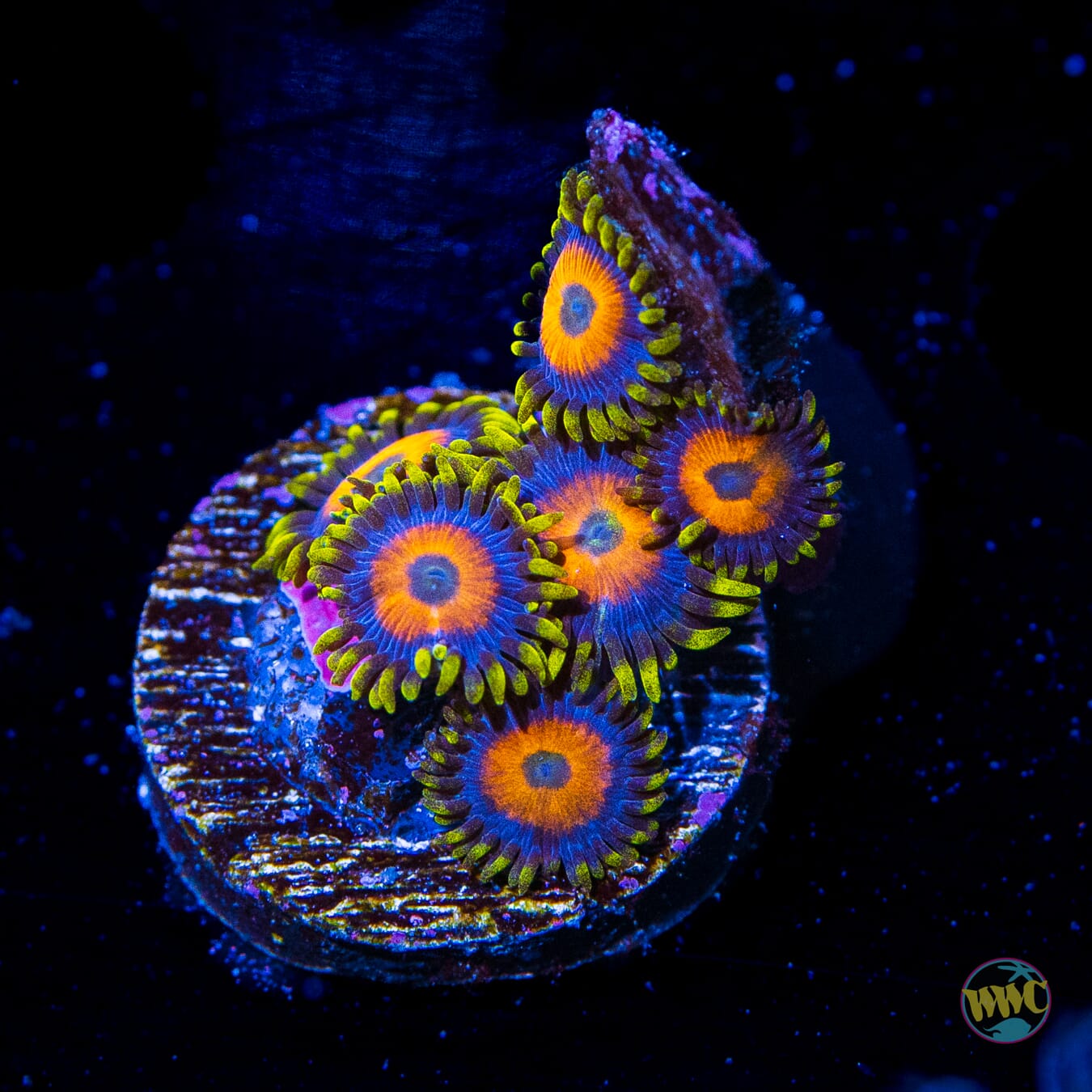 Jungle Juice Zoanthids