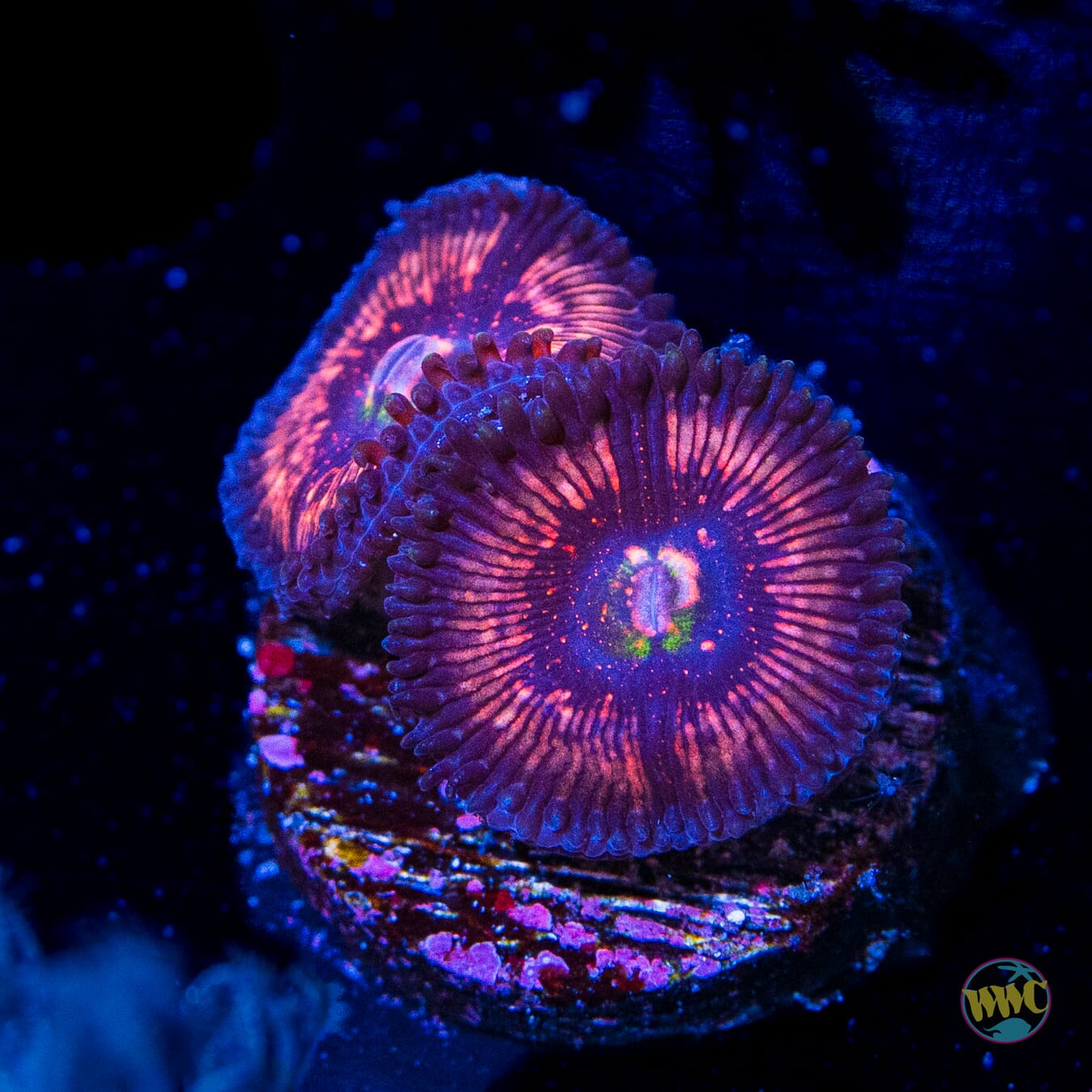 WWC Nimble Monster Zoanthids