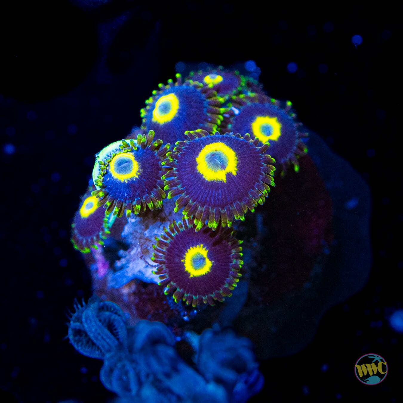 WWC Caribbean Blue Zoanthids