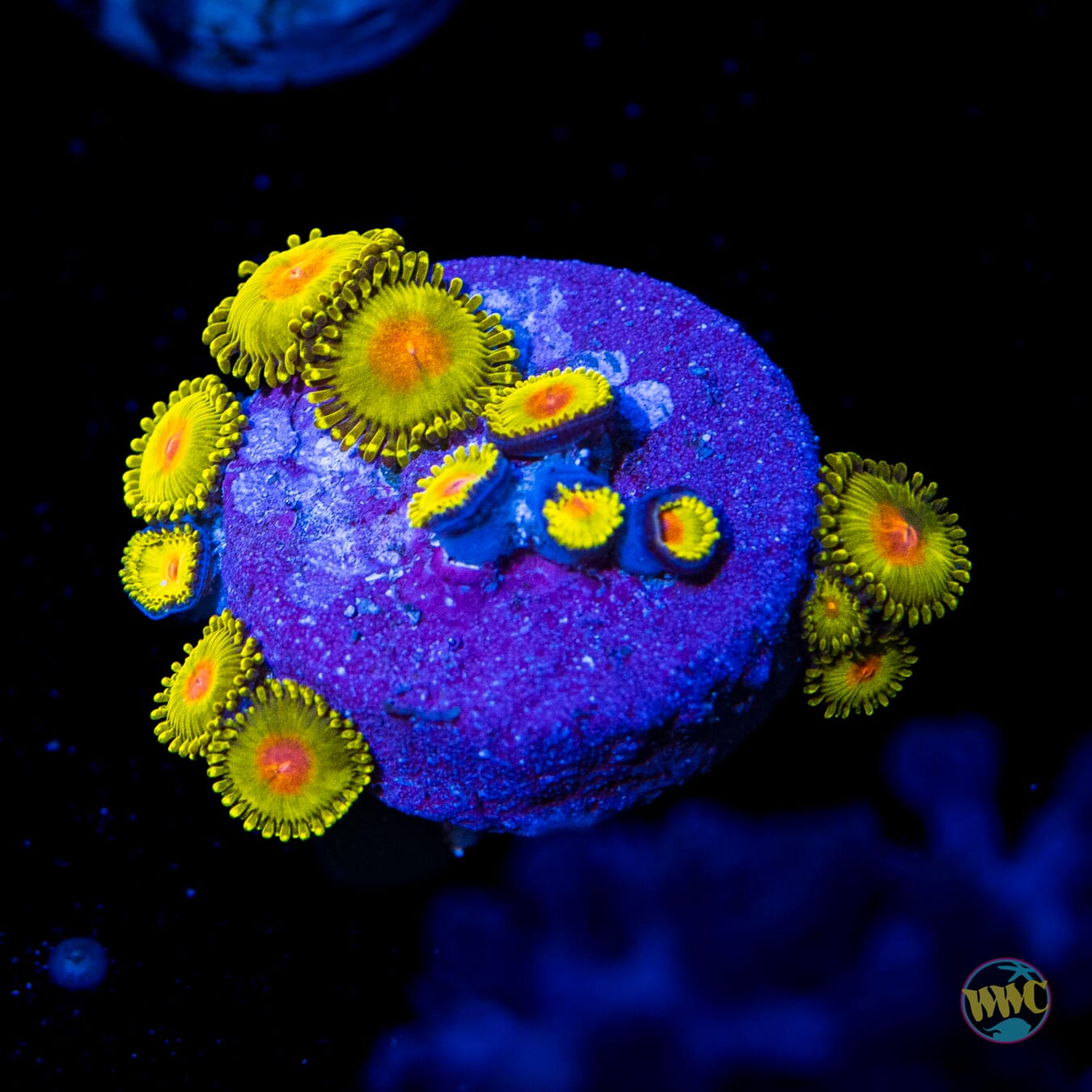 WWC Golden Gods Zoanthids