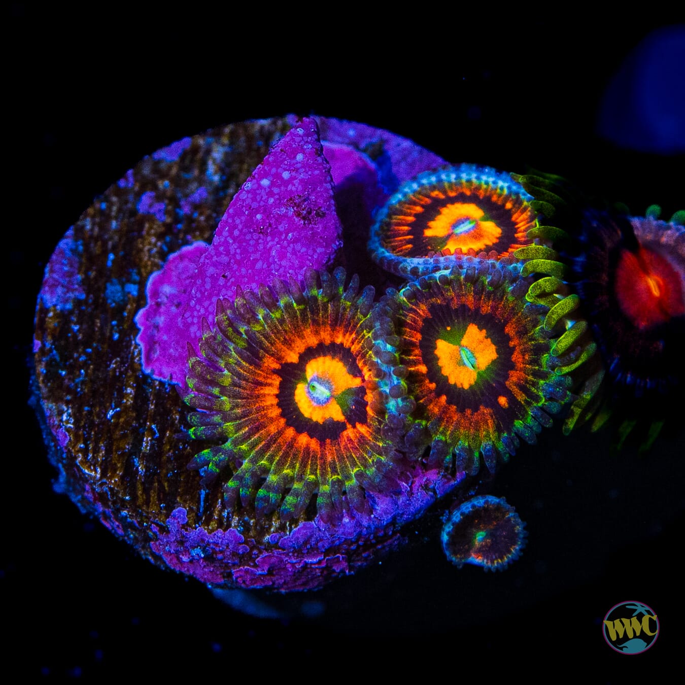 Rainbow Incinerator Zoanthids