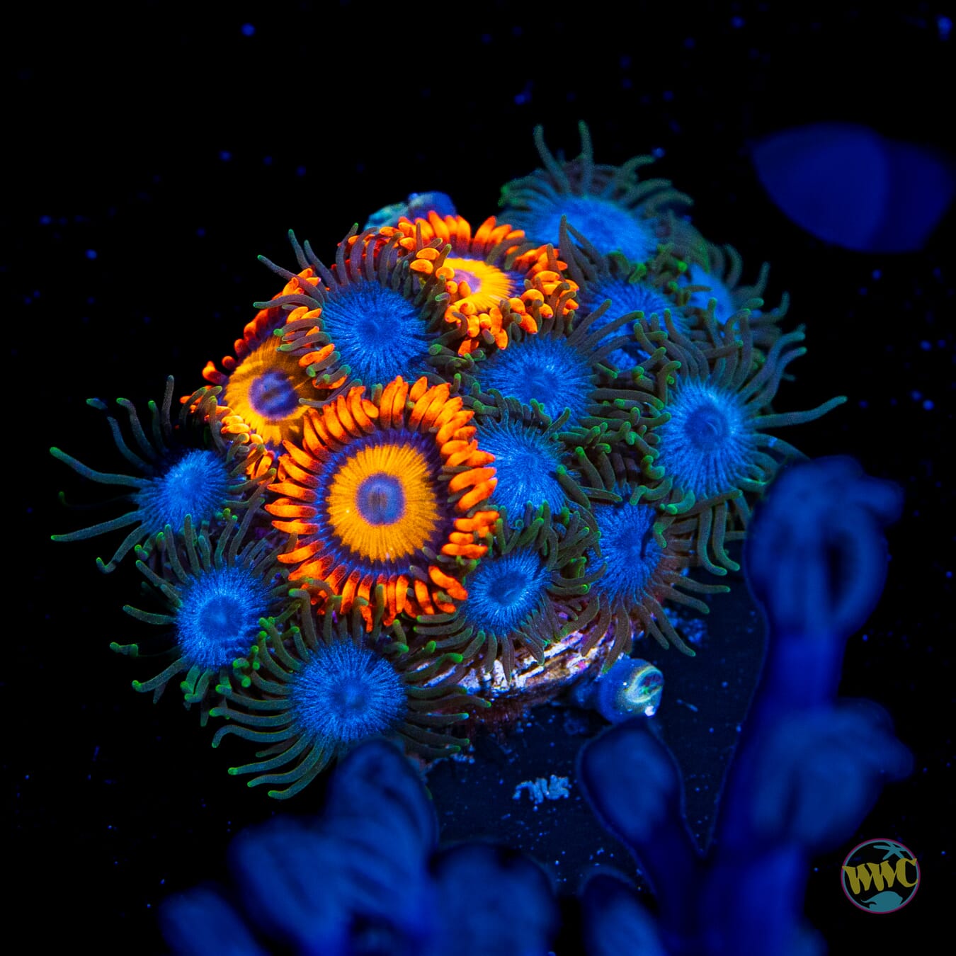 WWC Lich King and Orange Oxide Combo Zoanthids