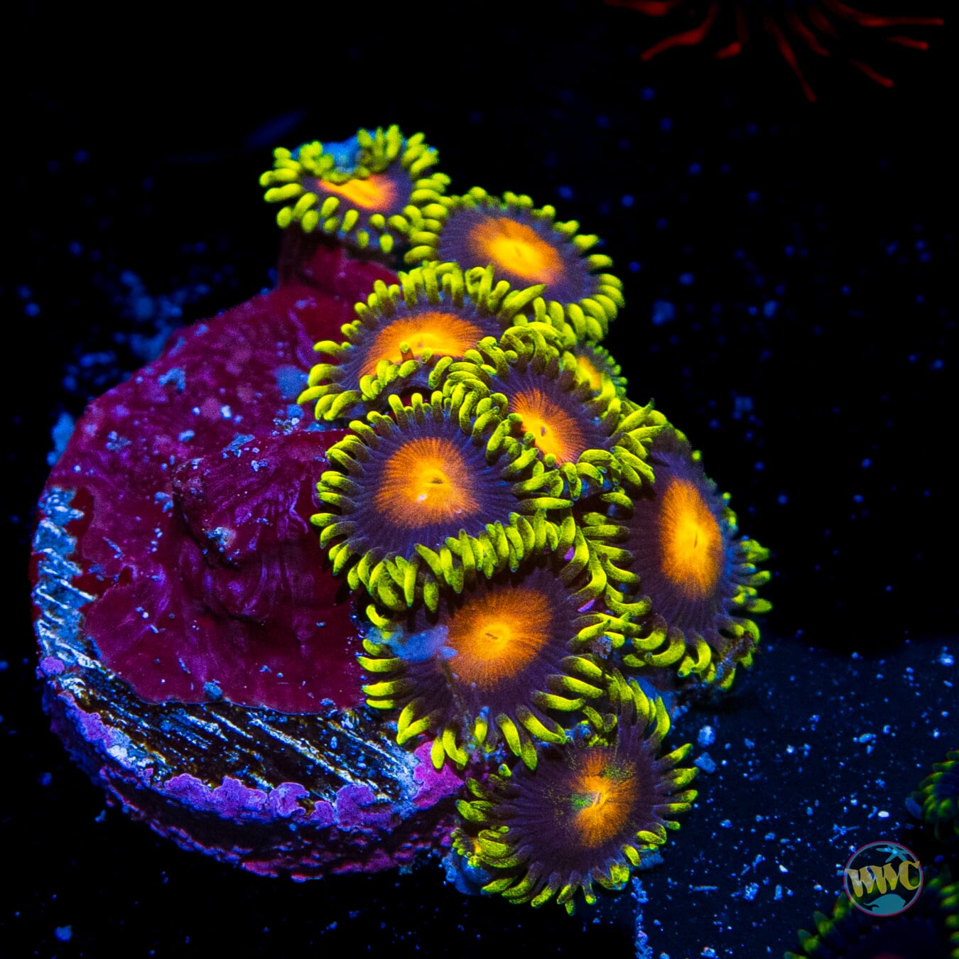 WWC Yellow Brick Road Zoanthids