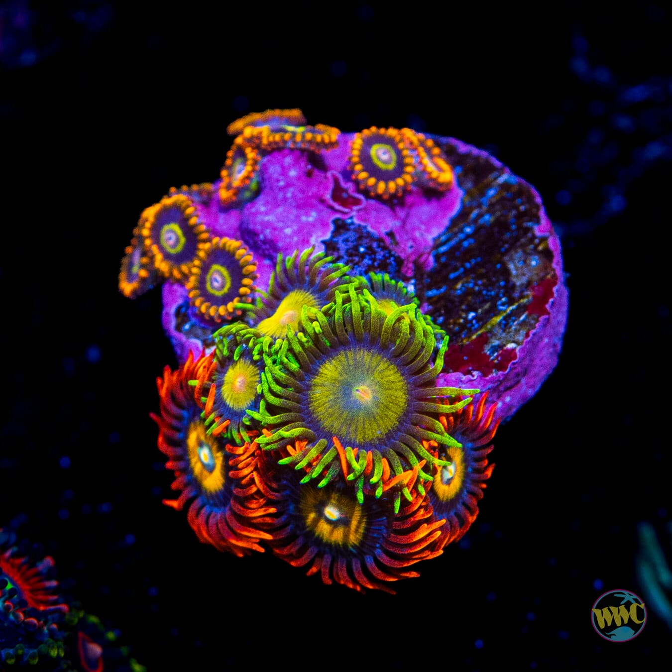 WWC Blondies Queen Midas Treehouse Combo Zoanthids