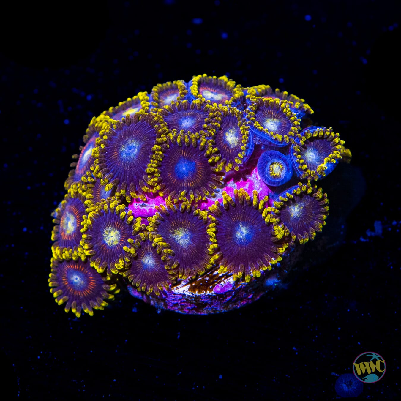 WWC Dragon Ballz Zoanthids