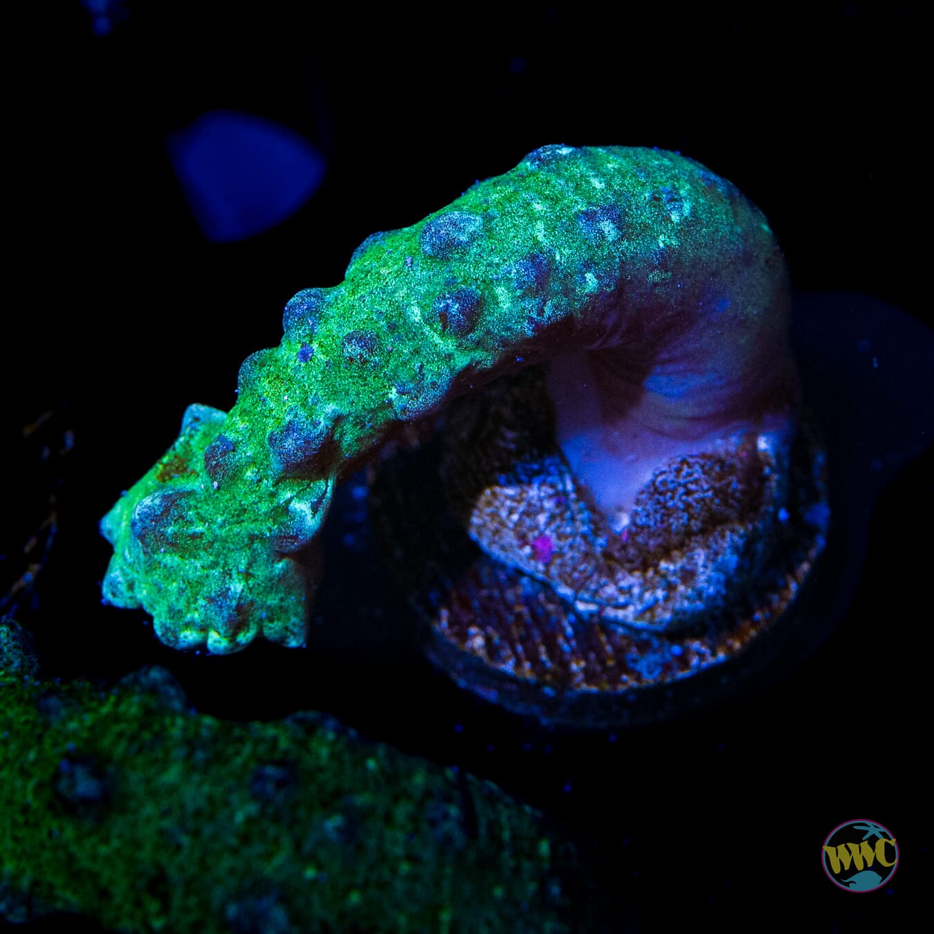 JDub Special Green Snake Polyps