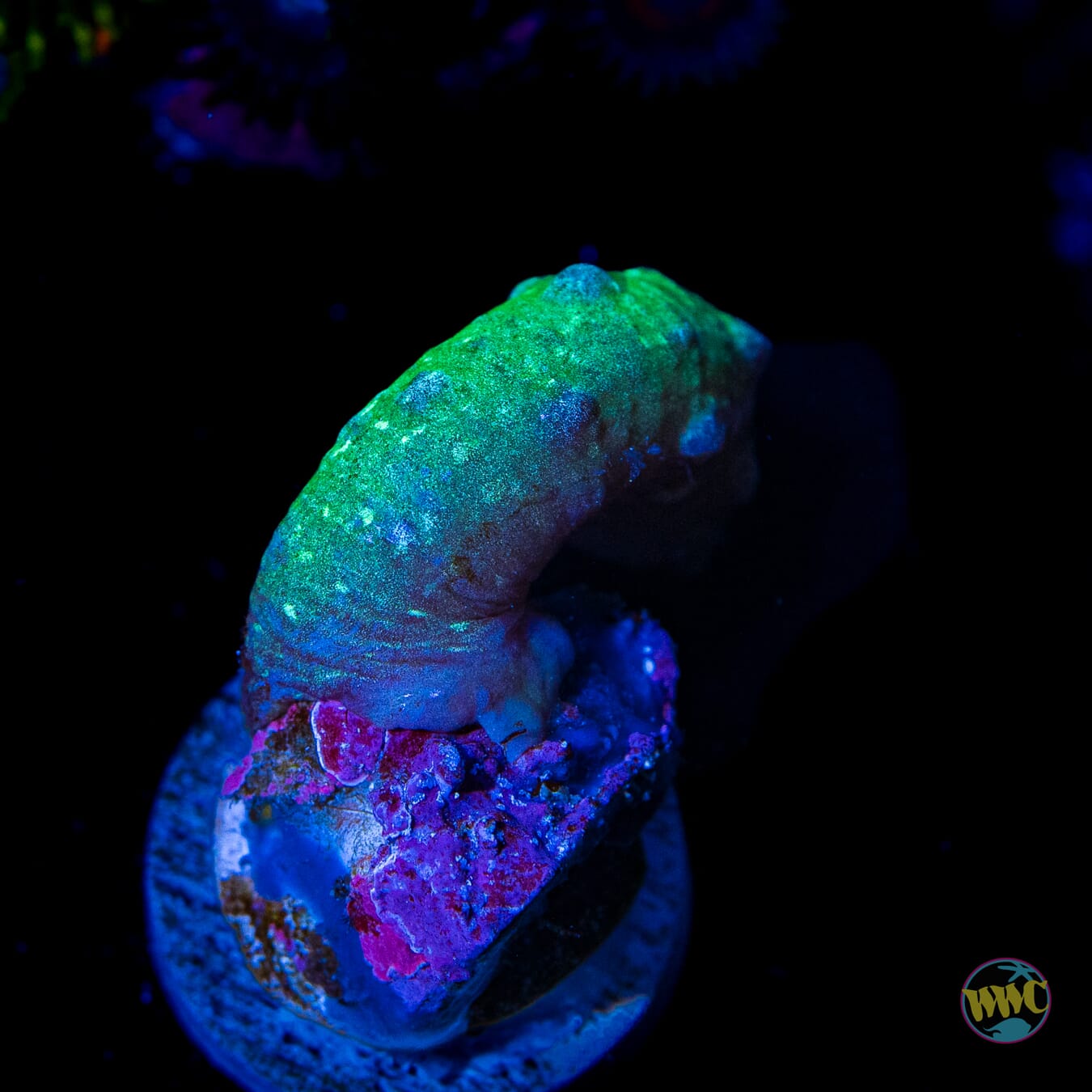 JDub Special Green Snake Polyps