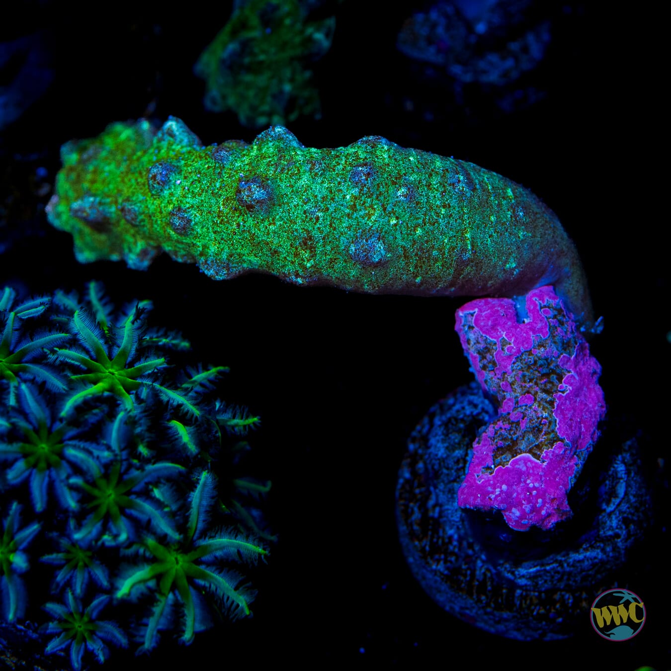 JDub Special Green Snake Polyps