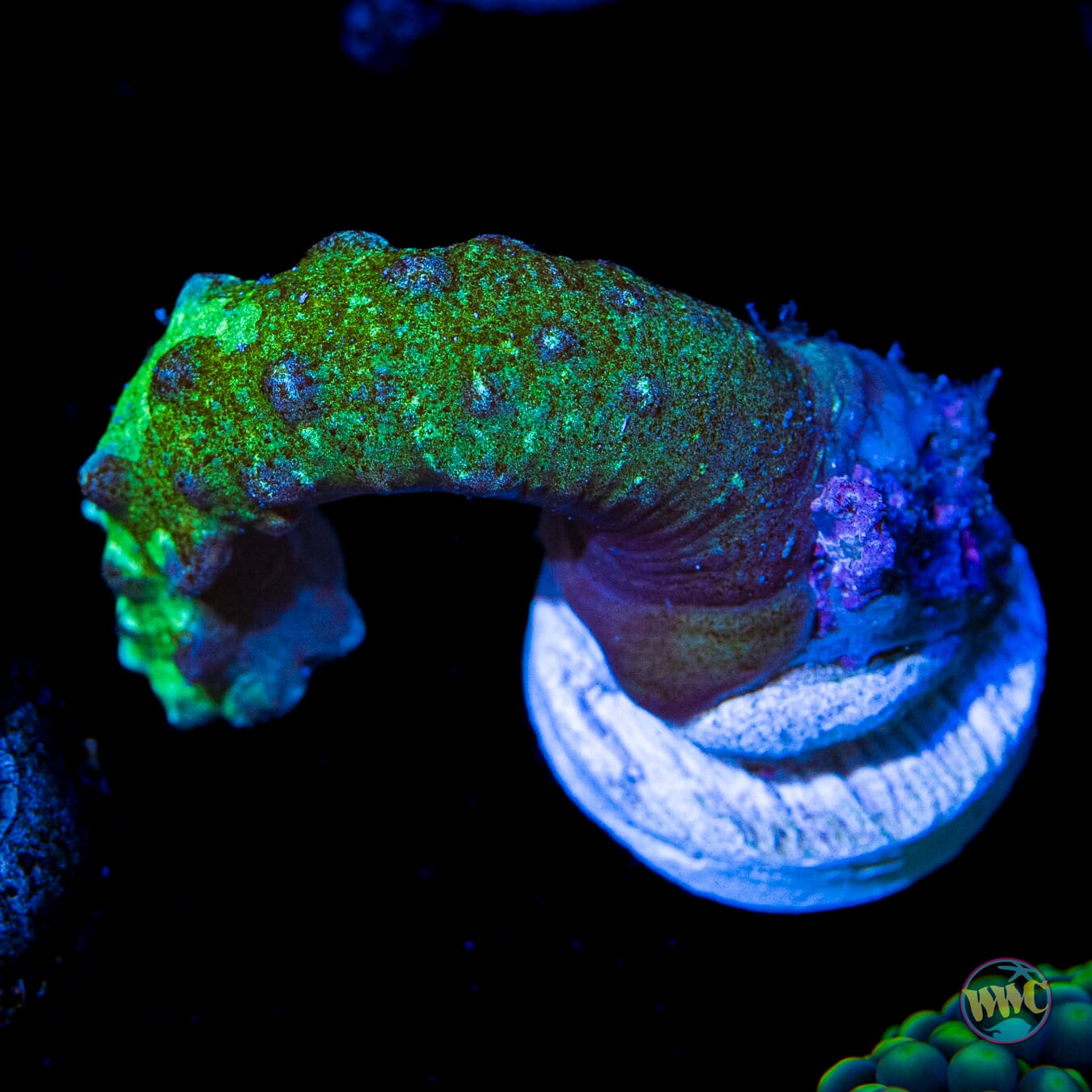 JDub Special Green Snake Polyps