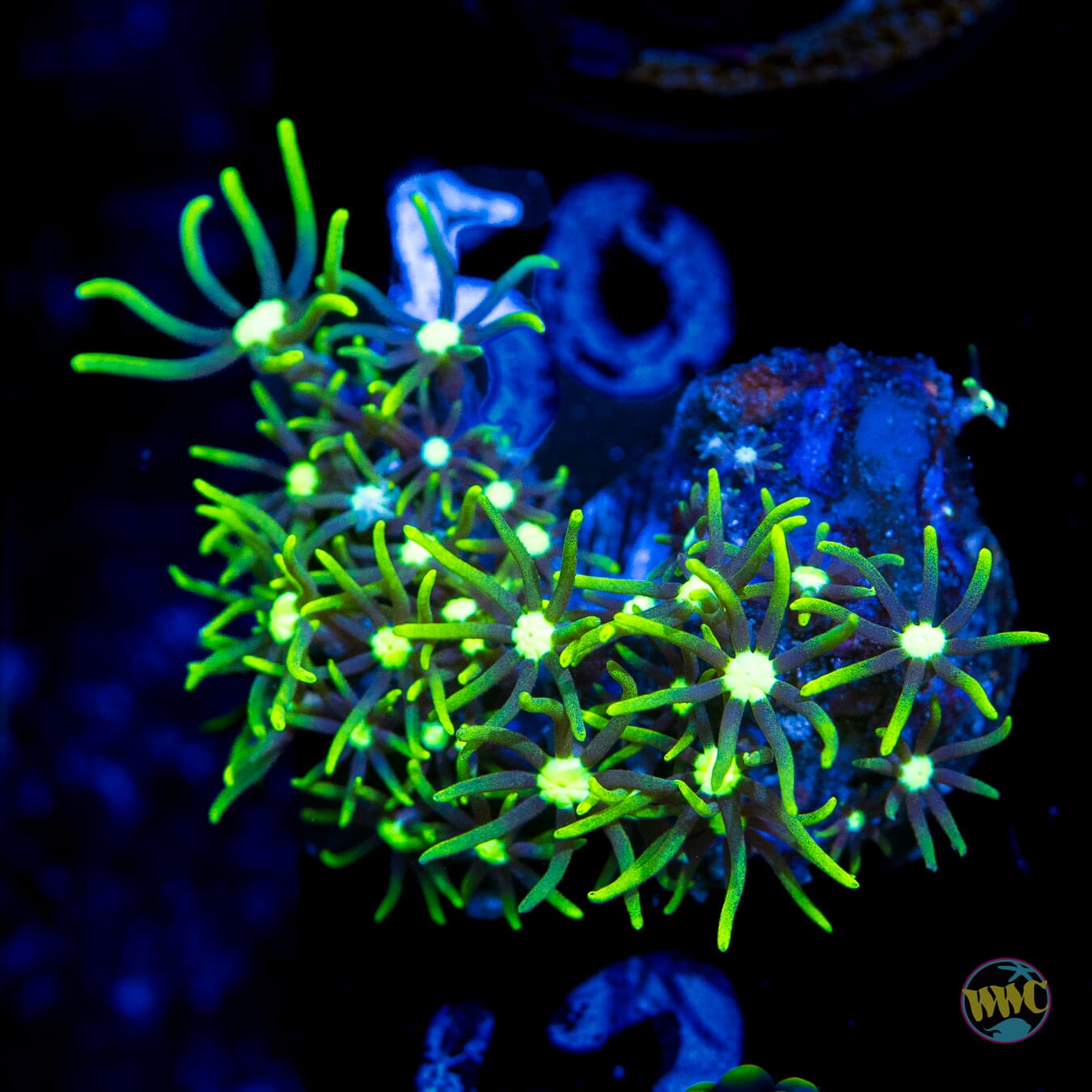 White Center Green Star Polyps