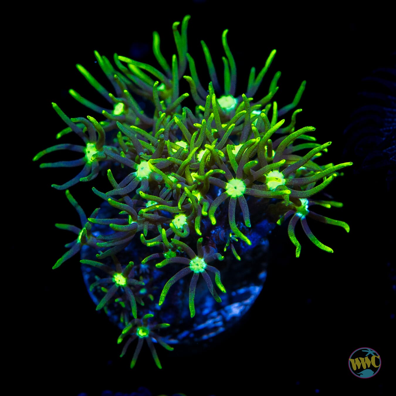 White Center Green Star Polyps