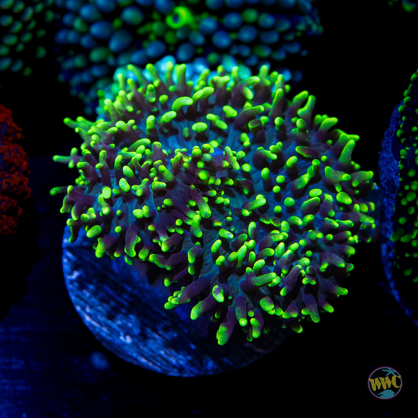 Neon Hairy Mushroom