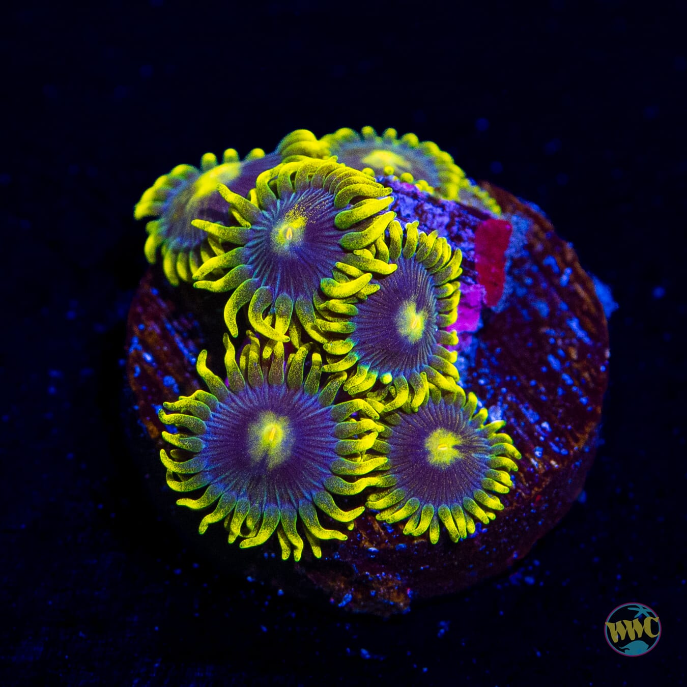 WWC Sunbeam Shuriken Zoanthids