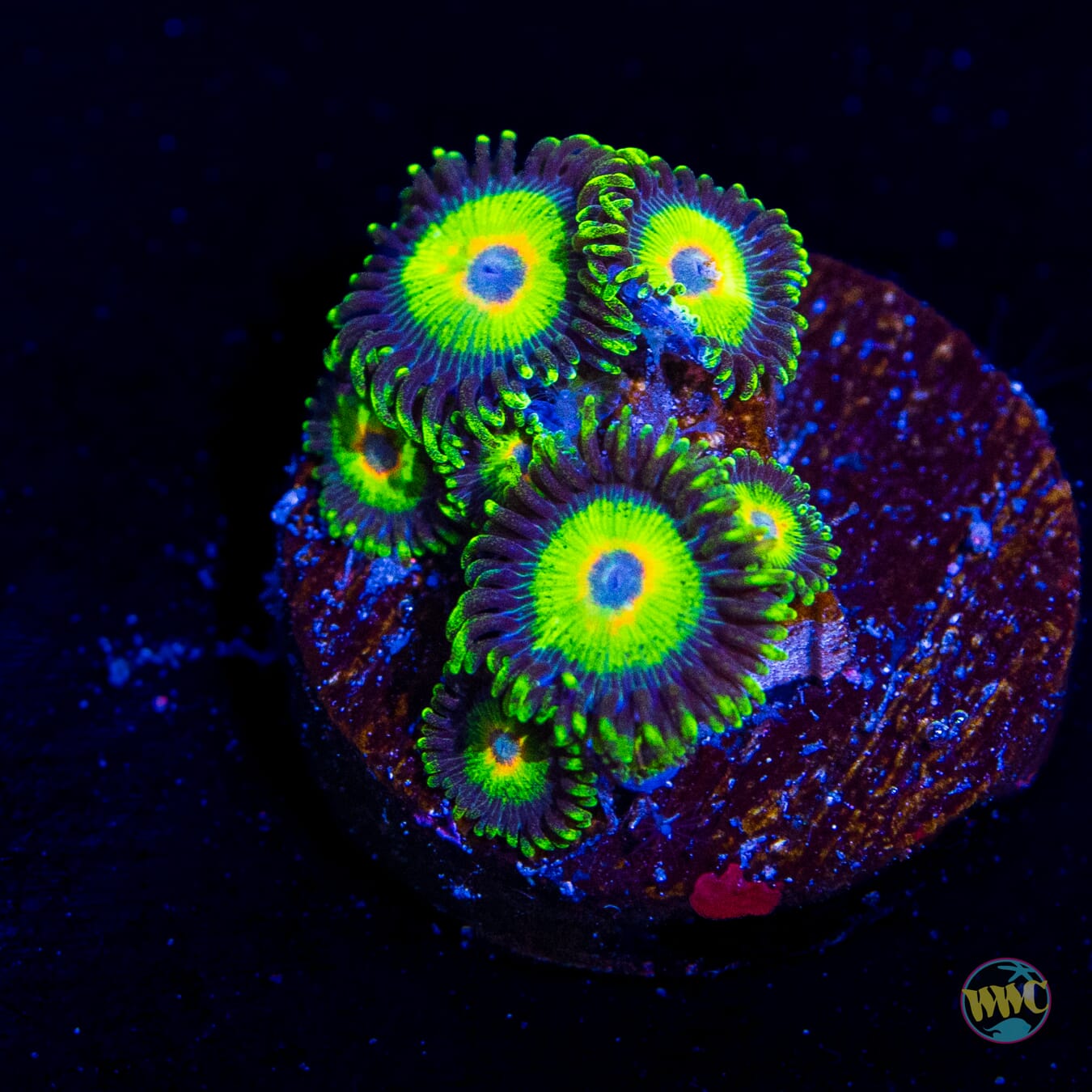 WWC Island Time Zoanthids