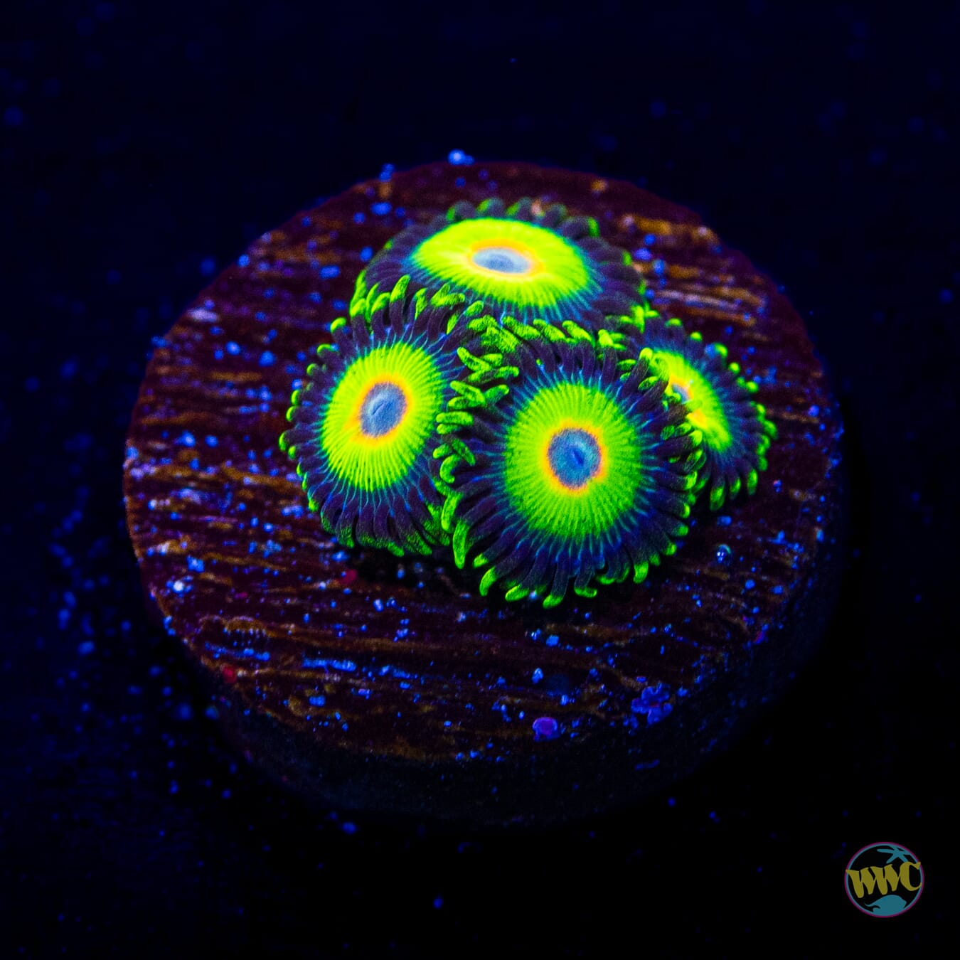 WWC Island Time Zoanthids