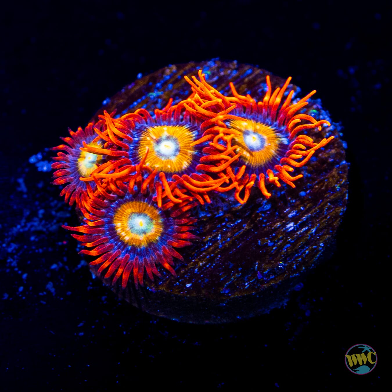 WWC Blondies Zoanthids