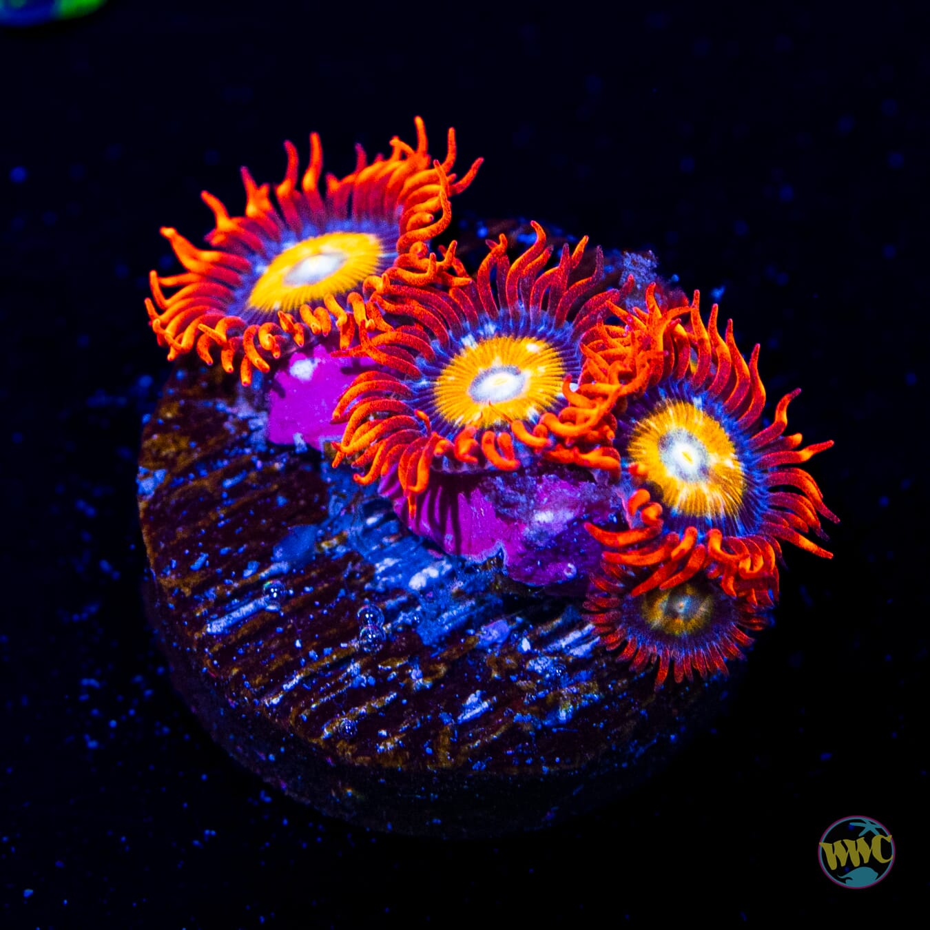 WWC Blondies Zoanthids