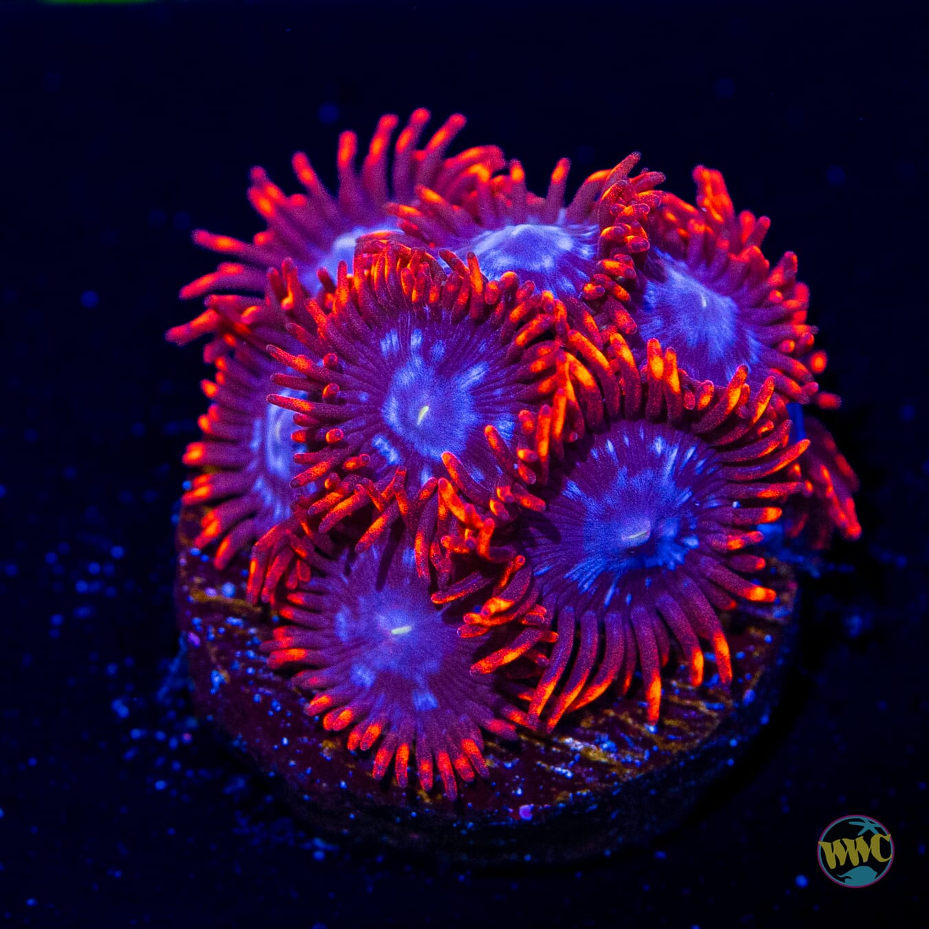 Fire and Ice Zoanthids