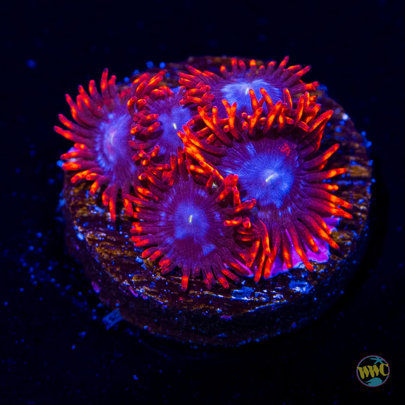 Fire and Ice Zoanthids