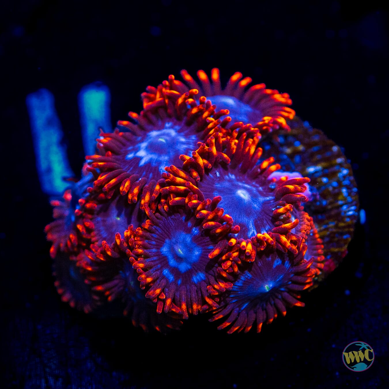 Fire and Ice Zoanthids