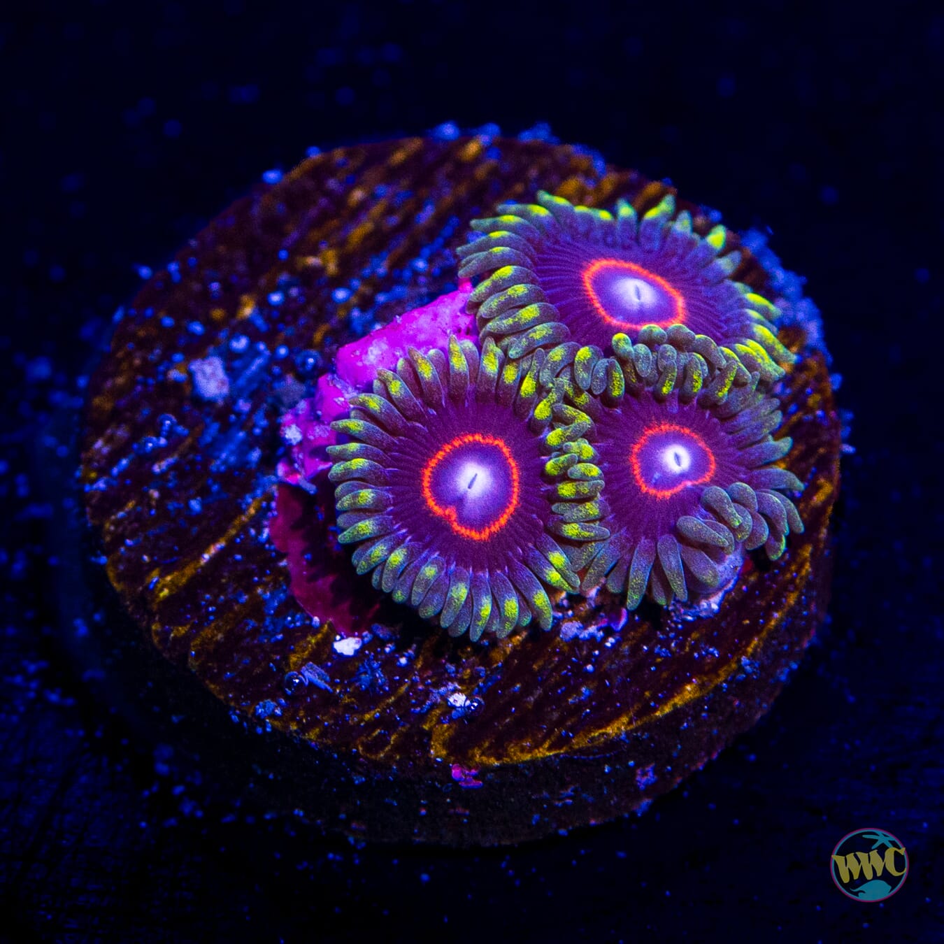 WWC Evil Heart Zoanthids