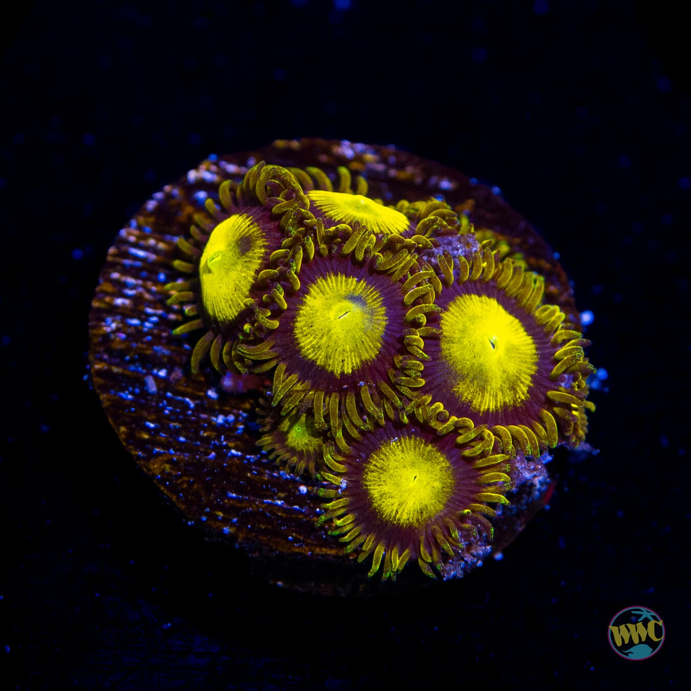 WWC King Midas Zoanthids