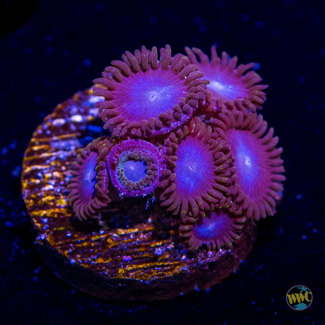 Tubbs Blues Zoanthids